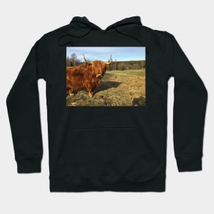 Scottish Highland Cattle Cow 2377 Hoodie